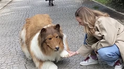KUALA LUMPUR, May 27 — A Japanese man spent ¥2 million (RM69,142) on a Rough Collie costume to fulfil his dream of becoming a dog. A clip of the man masquerading as Lassie has racked up nearly one million views on YouTube since it was posted in April, New York Post reported. 【着ぐるみ】コリーになってみた. Watch on. The canine ...